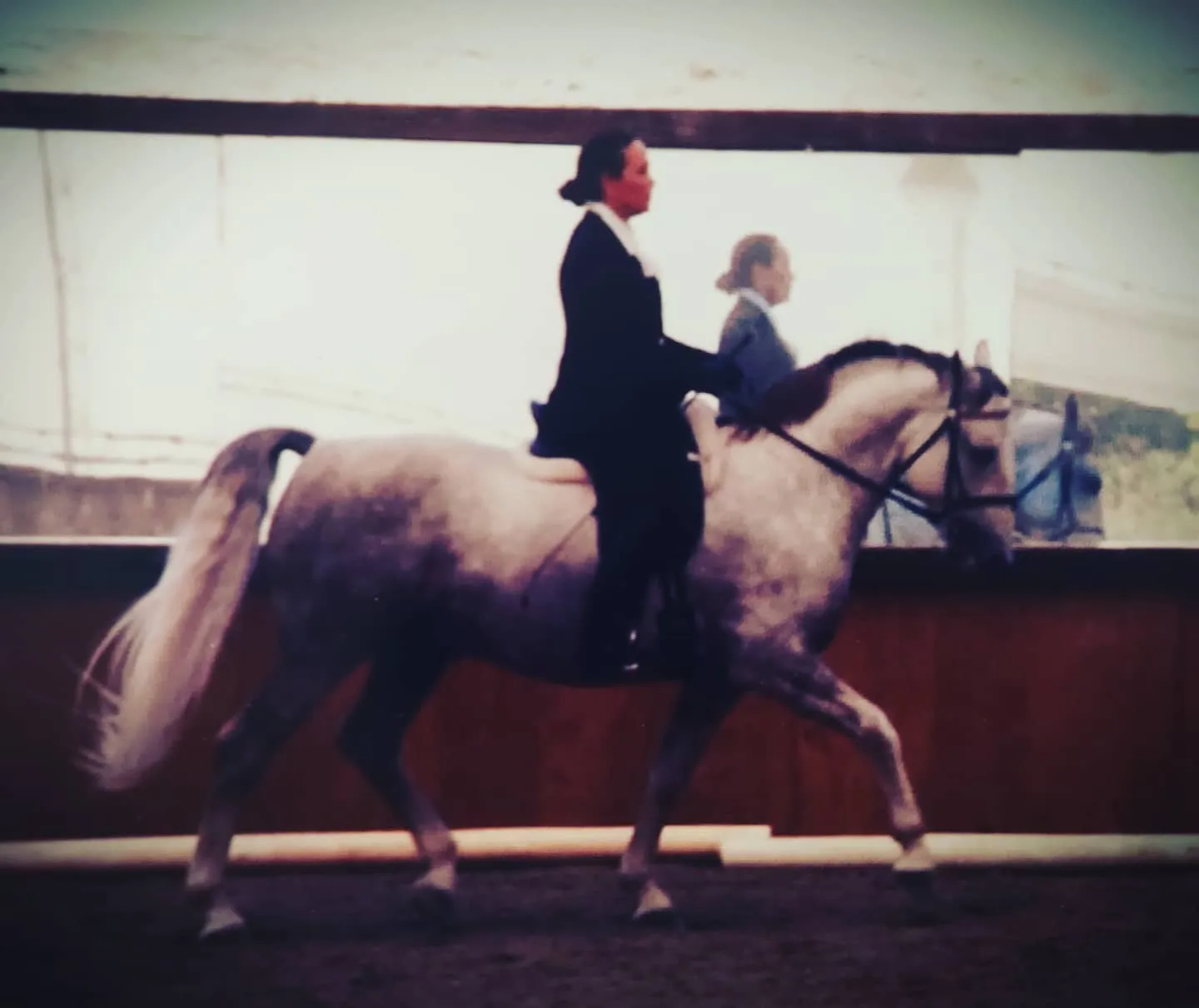 Tressa riding Lipizzaner Stallion