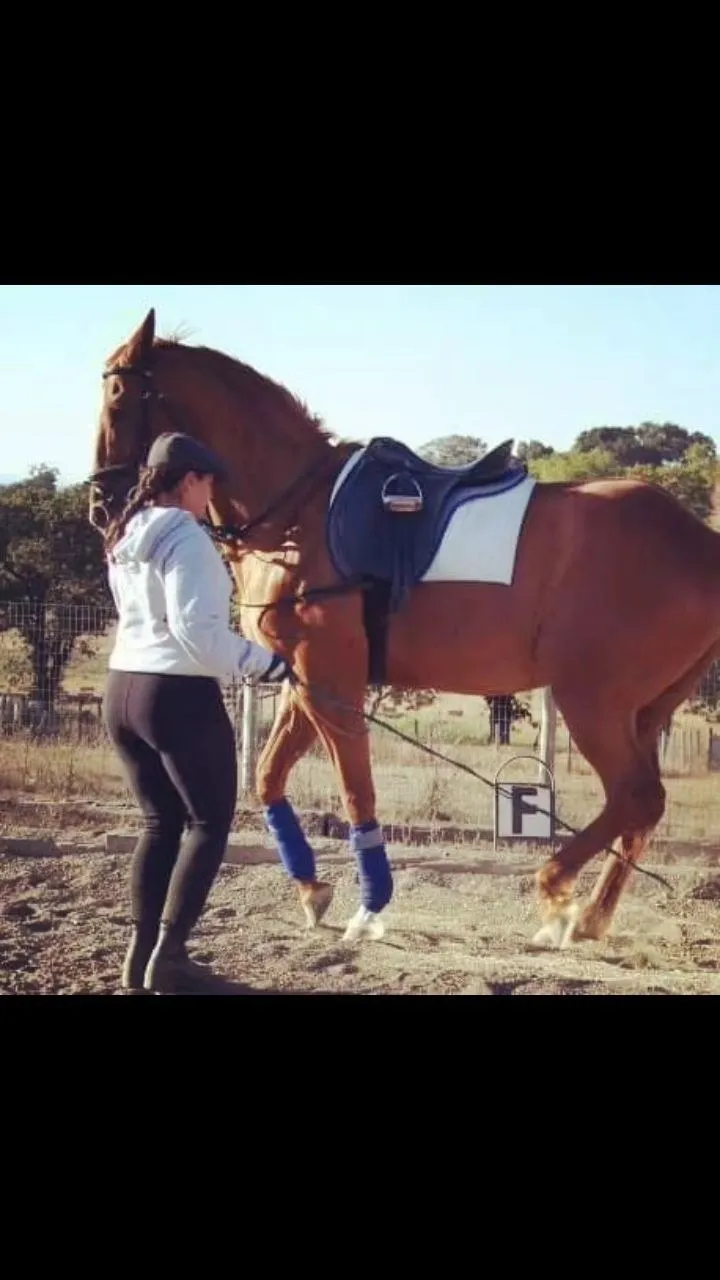 An ex-racehorse in piaffe, in an outdoor arena