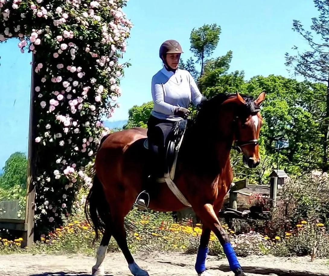 A bay mare in trot motion blur