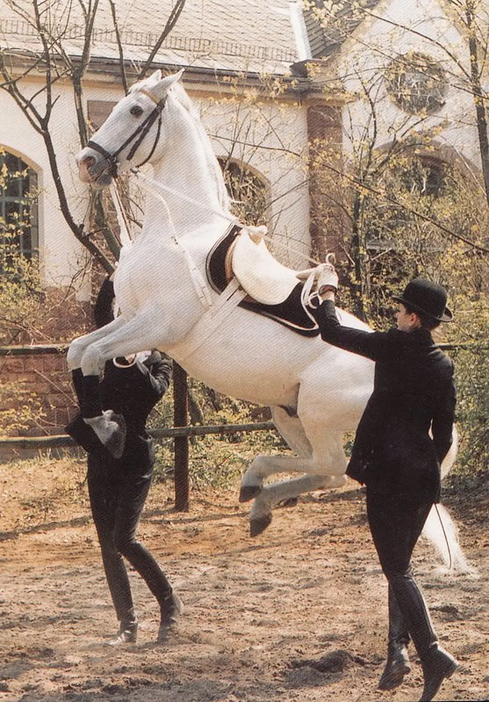 Archival black and white photograph of a horse performing a levade with a handler on foot
