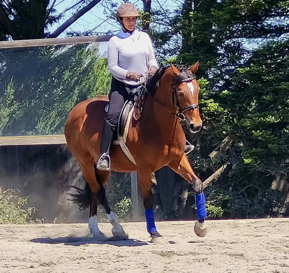 A bay horse in canter under saddle, rider in white, in a sand arena