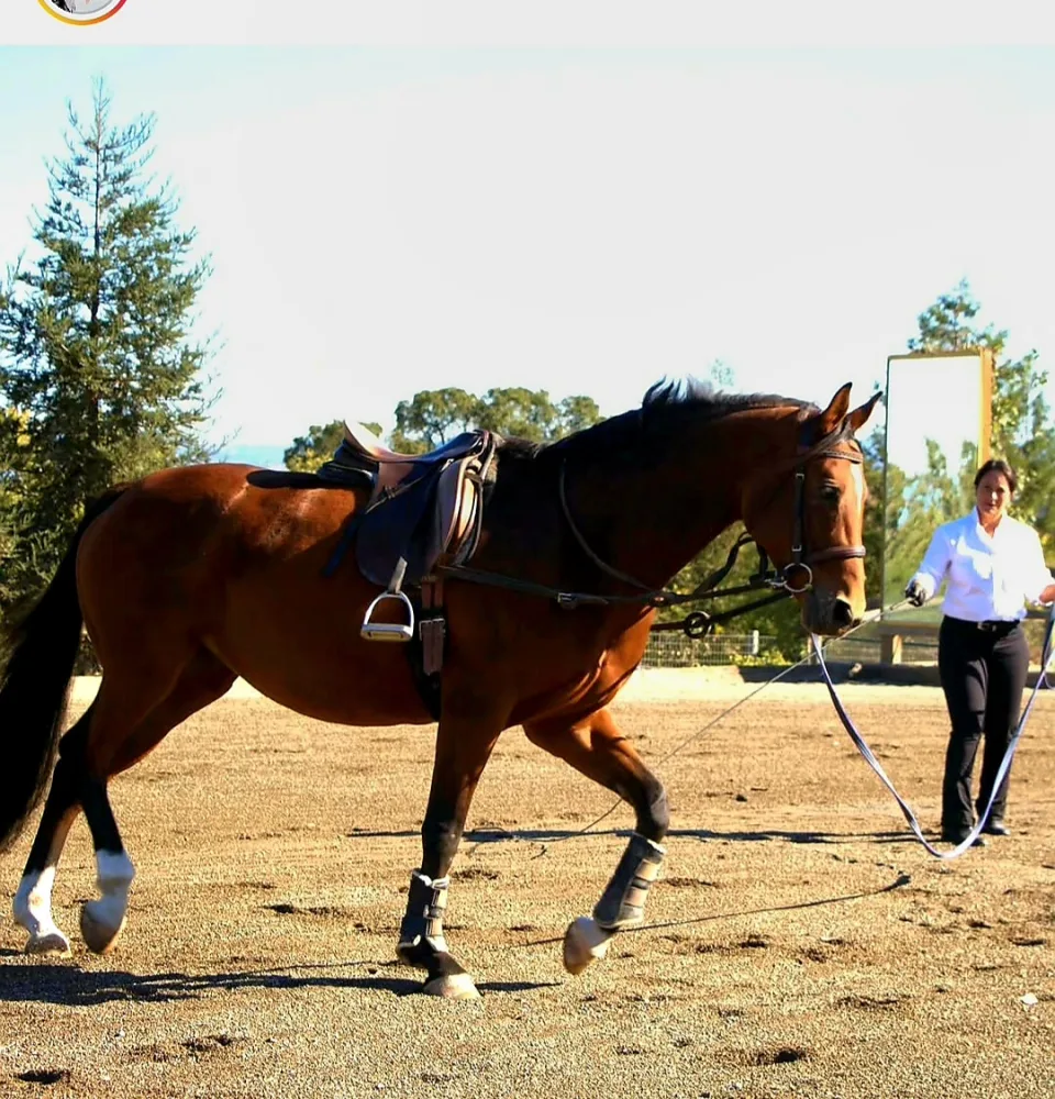 A bay horse worked from the ground in a sand arena