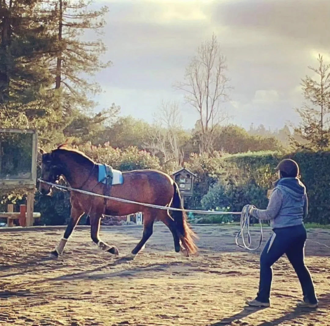 A bay horse being lunged in an outdoor arena at golden hour
