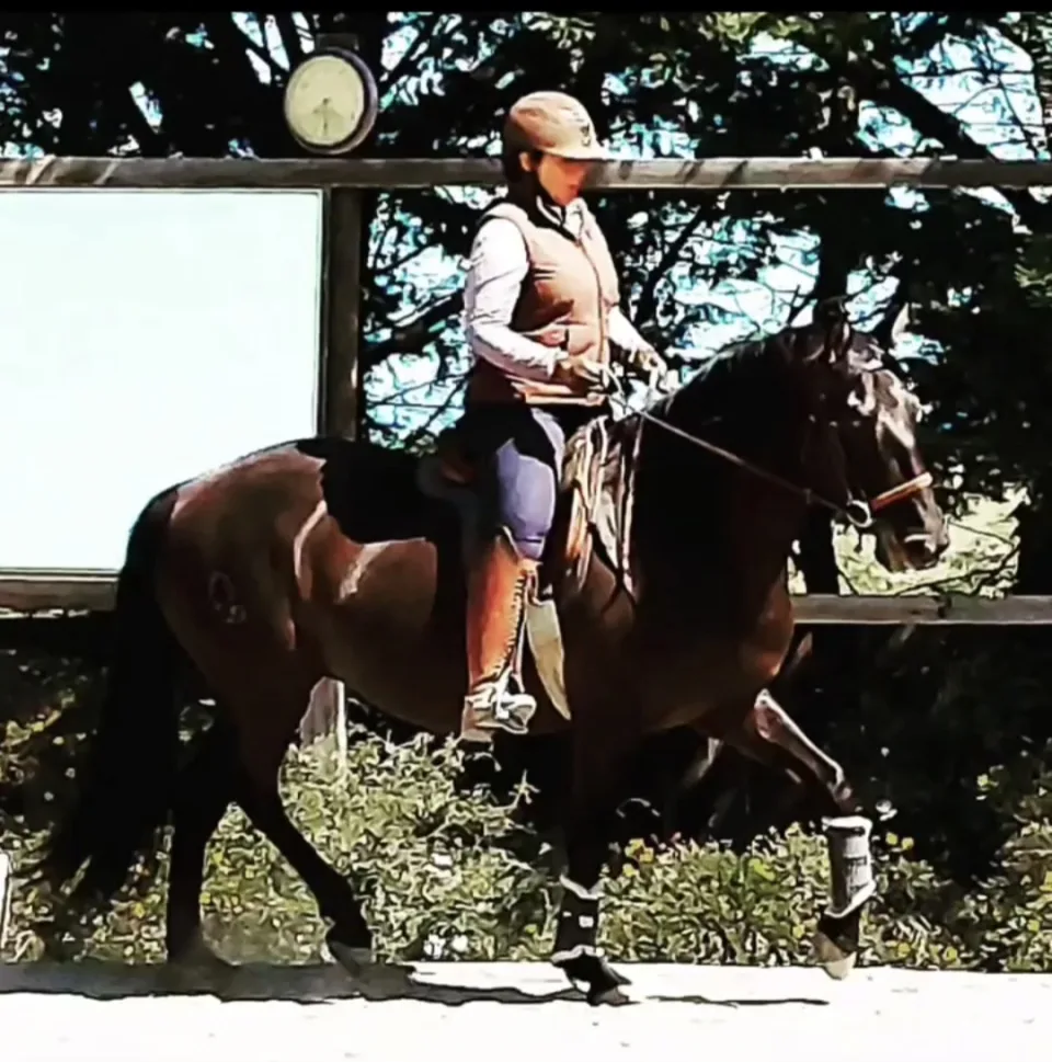 A bay horse in trot under saddle beneath a covered arena roof