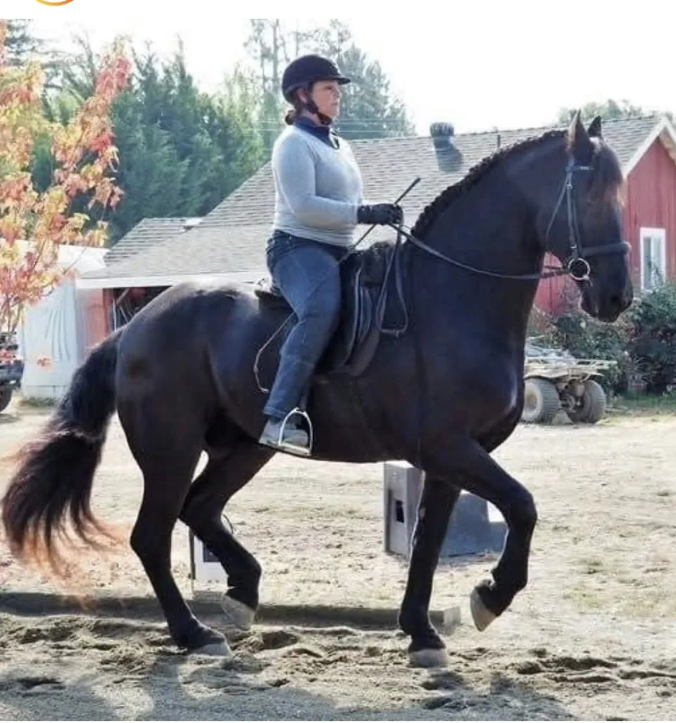A rider trotting a black Friesian past a red barn on a sunny autumn day