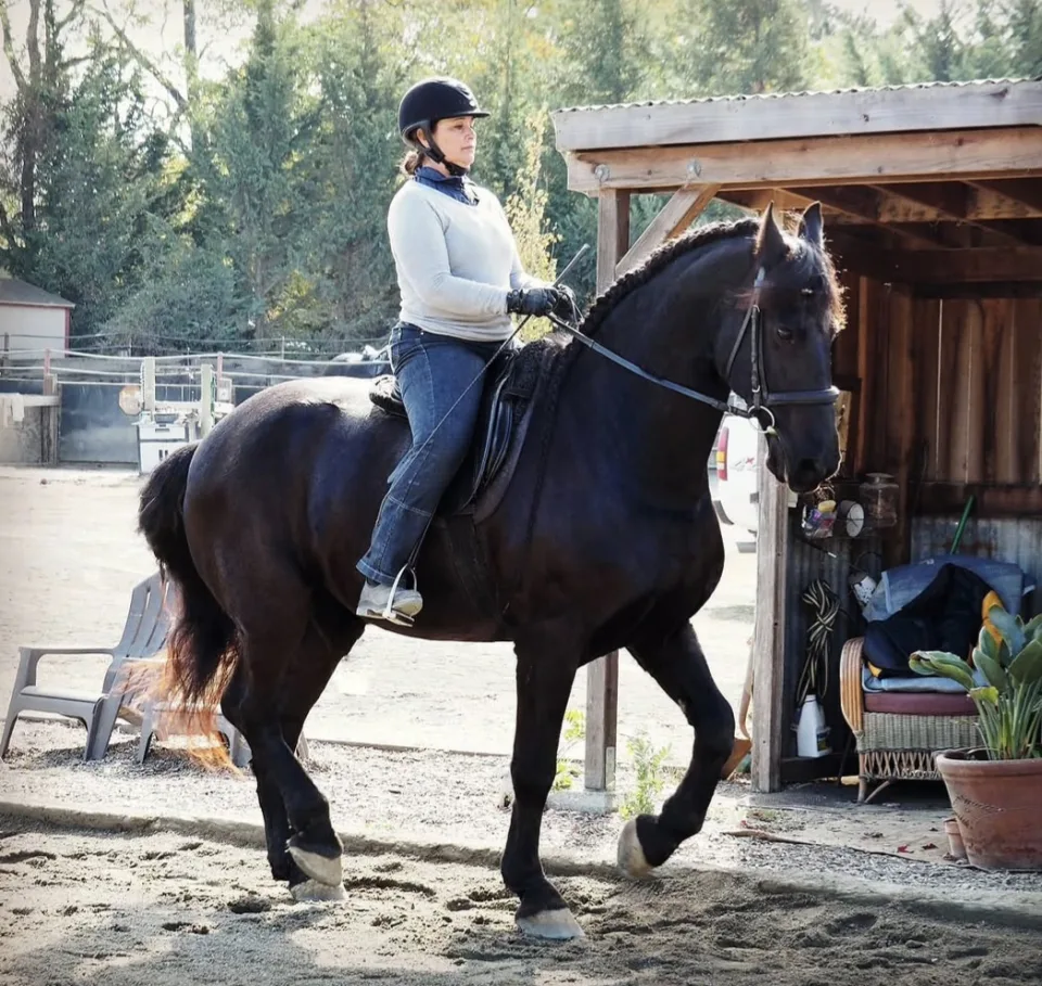 A dark horse walking under saddle past the barn