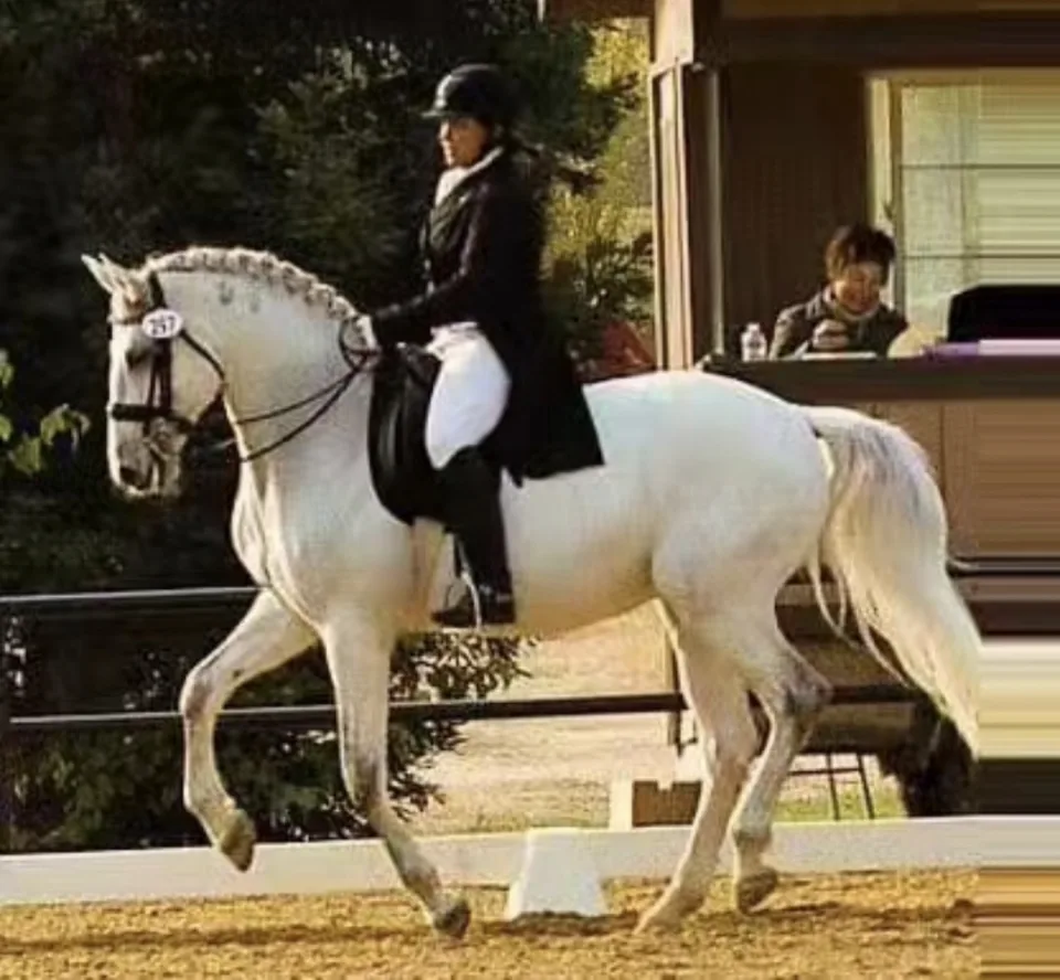 A grey horse and rider in show attire performing a dressage test