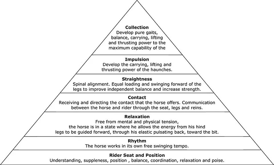 Diagram of the dressage training pyramid: rhythm, relaxation, connection, impulsion, straightness, collection