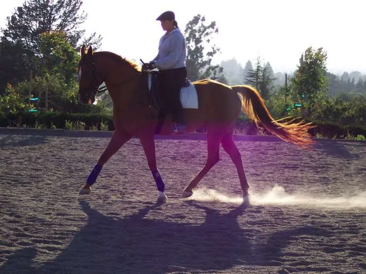 An ex-racehorse in trot under saddle, backlit in an outdoor arena