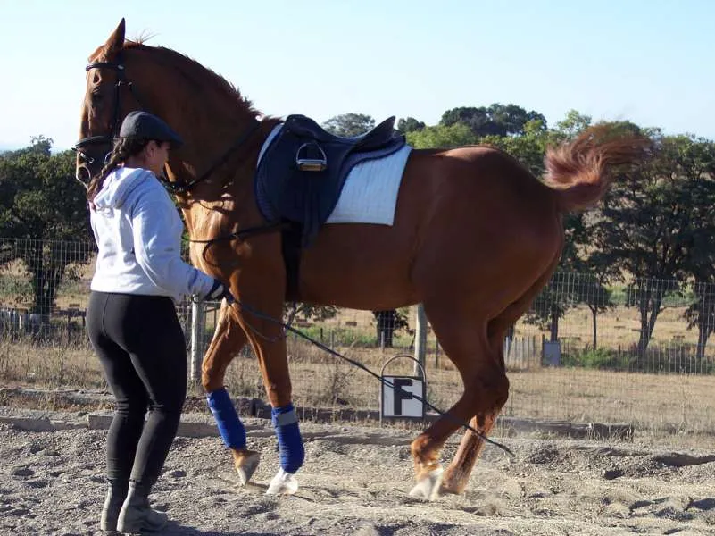 A chestnut ex-racehorse learning piaffe in-hand with a handler