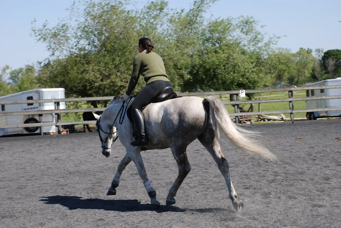 A grey horse stretching forward and down in trot in an outdoor arena
