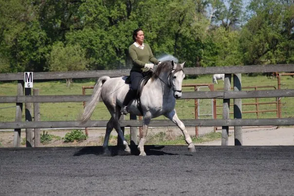 A Lipizzaner stallion in collected trot in an outdoor arena