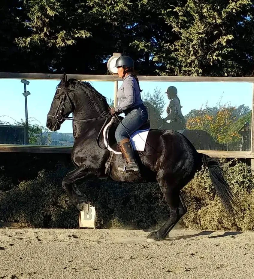 A rider on a black horse in a moment of collection outdoors