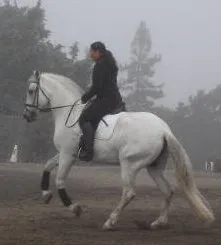 A rider on a grey horse in trot on a foggy morning