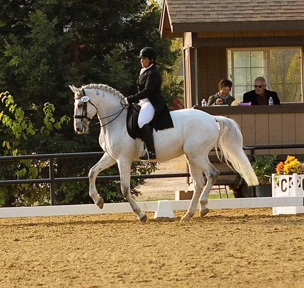 A grey horse in extended trot at a dressage show