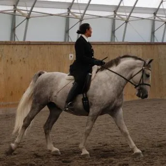 A rider in a black coat on a grey horse in collected canter in a covered arena