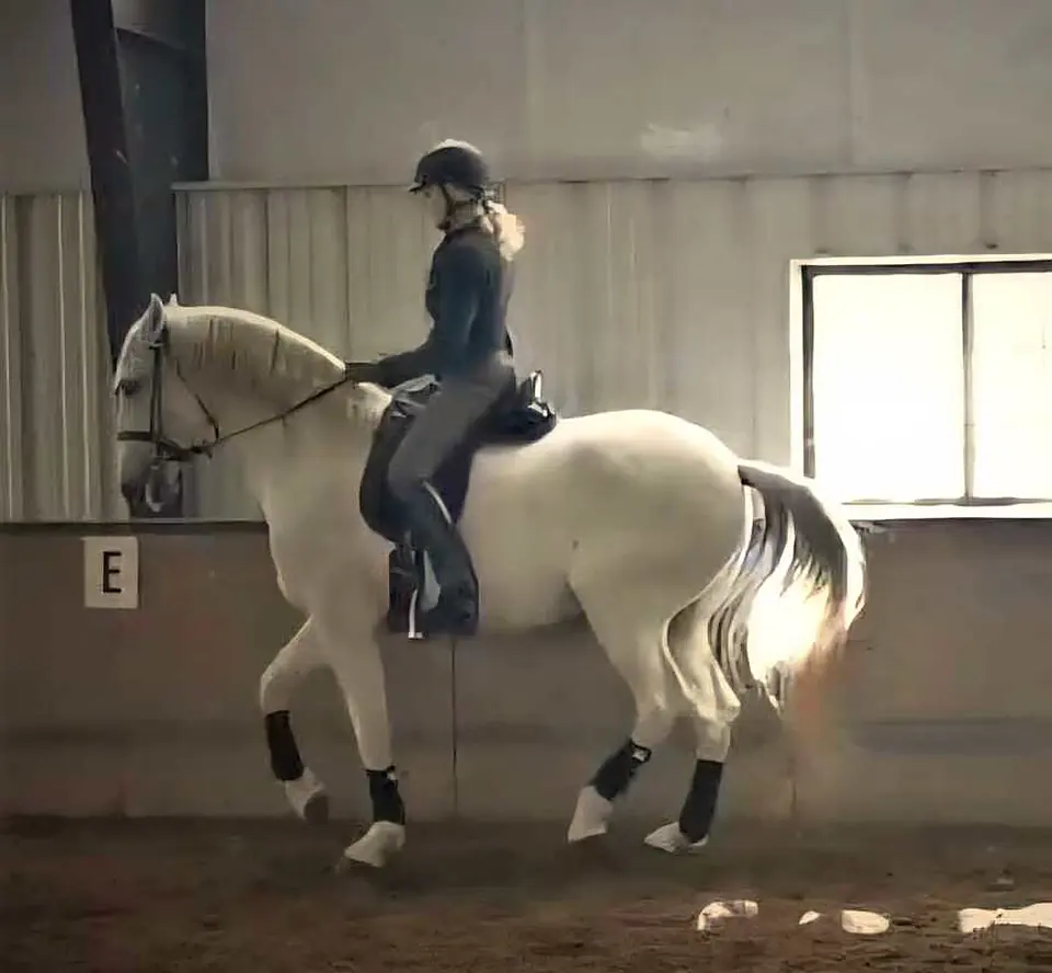 A grey horse in a collected trot in soft arena light
