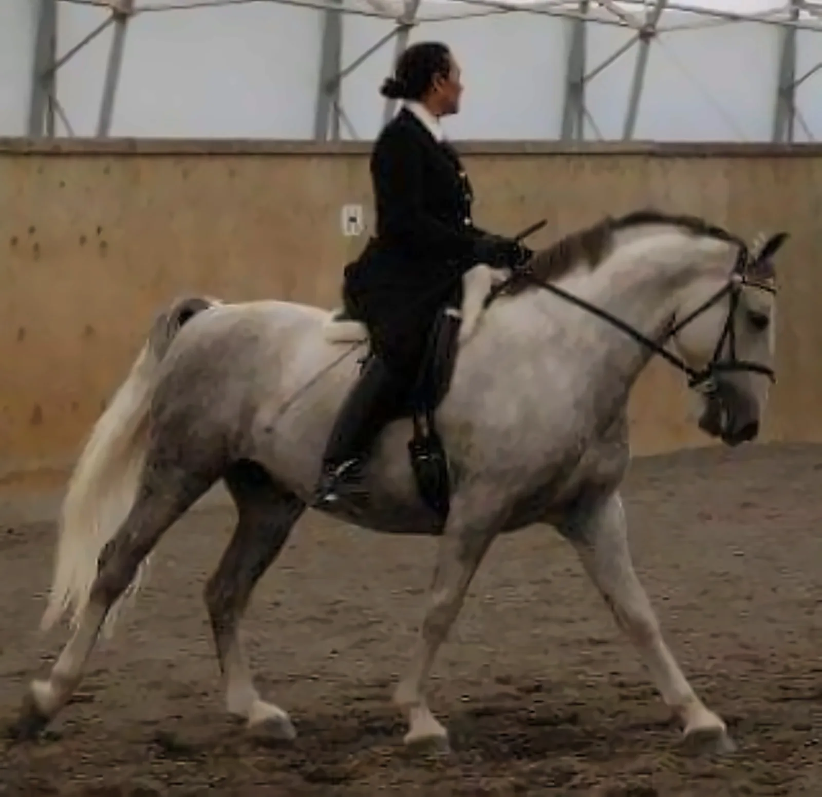 A grey horse in collected canter under saddle in a covered arena