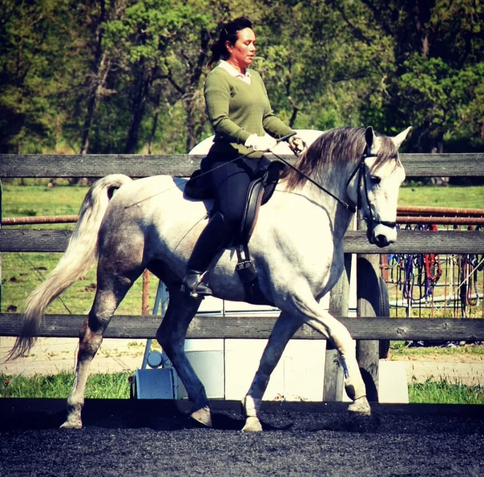 A grey horse in trot under saddle beside a white arena fence