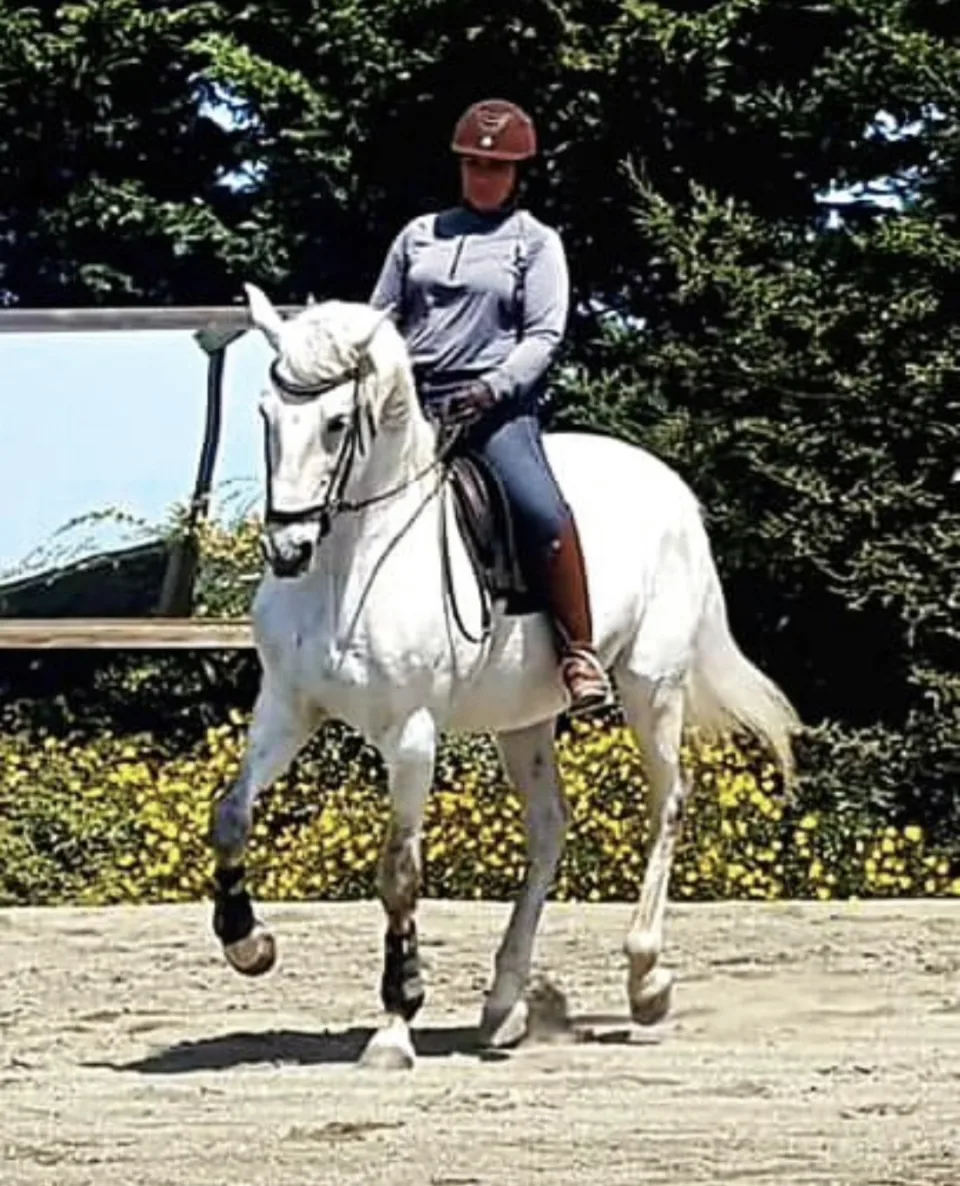 A grey horse in trot under saddle beside flowering spring shrubs