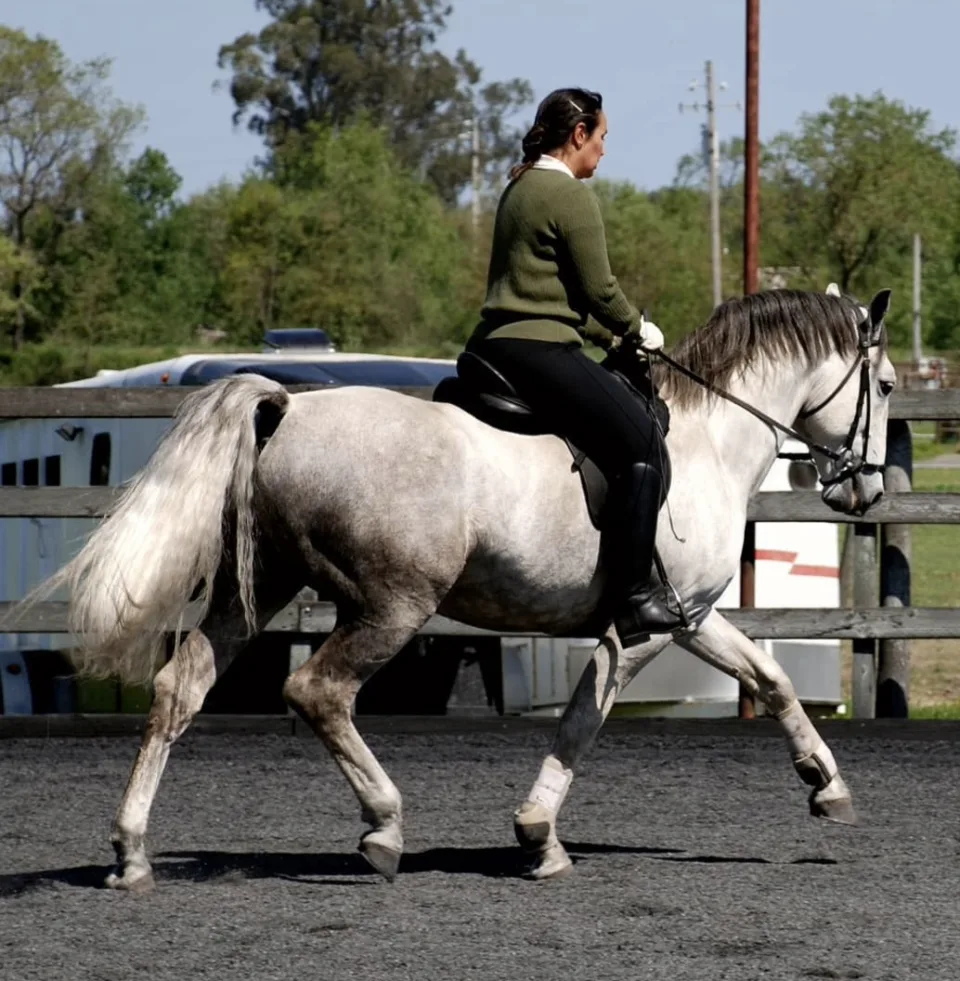 A grey horse in working trot under saddle in an outdoor arena