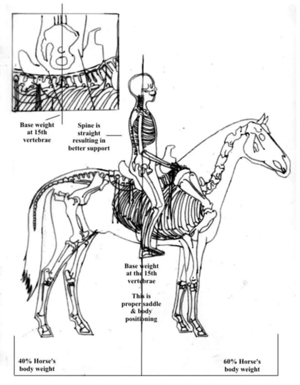 Anatomical drawing of horse and rider skeletons showing weight distribution