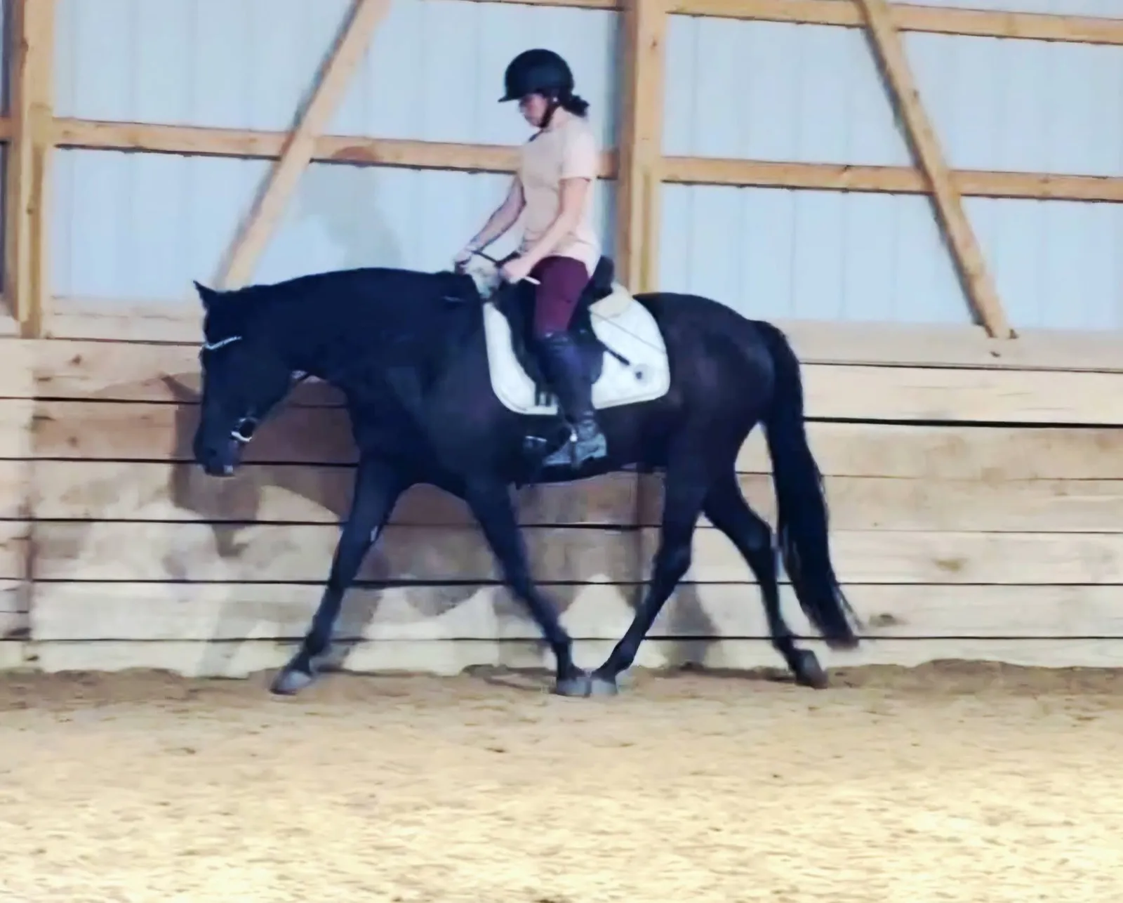 Josephine walking her black horse on a long rein in an indoor arena