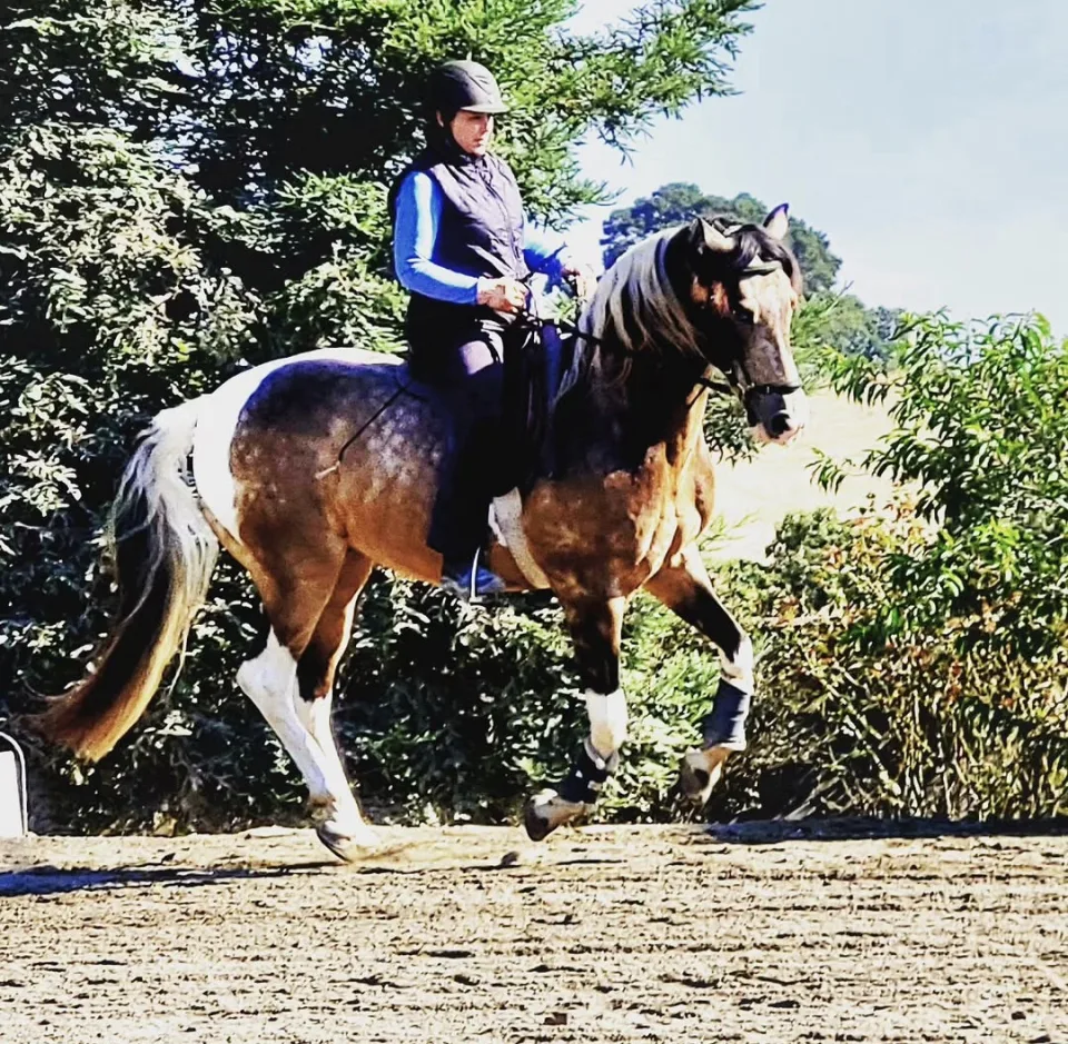 A pinto horse in trot under saddle in an outdoor arena