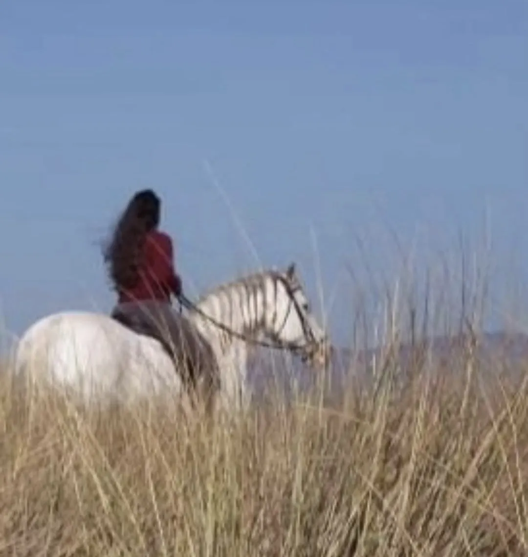 A rider on a grey horse seen through tall golden grass, hair blowing in the wind