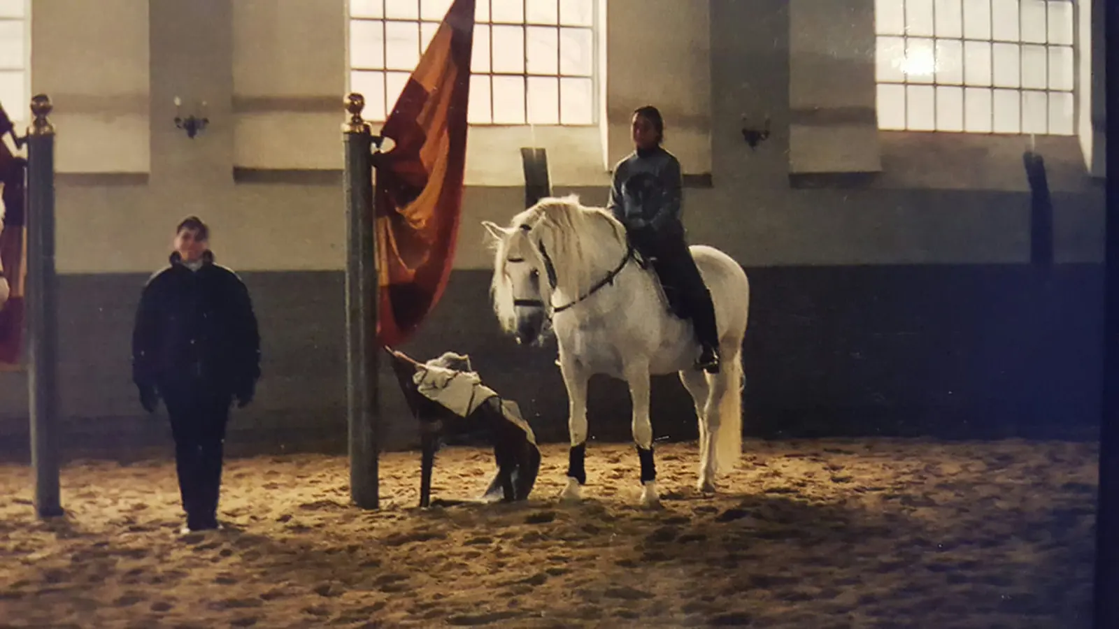 A grey stallion worked in-hand in a historic riding hall with a flag on the wall