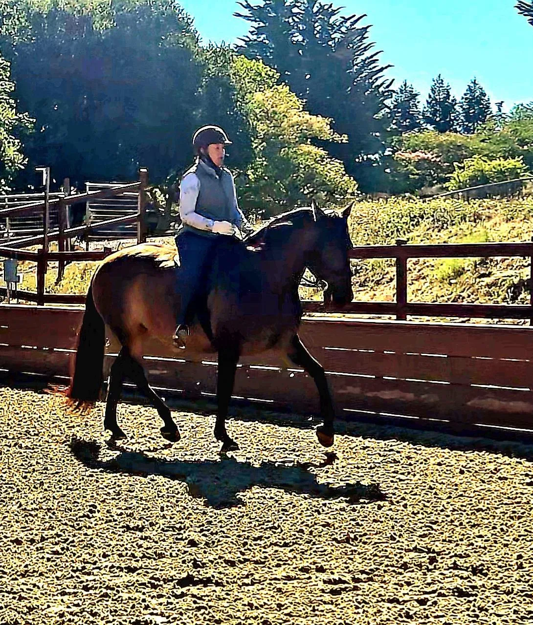 A bay horse in working trot under saddle in a tree-lined outdoor arena