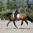 Andrea riding "Sami"