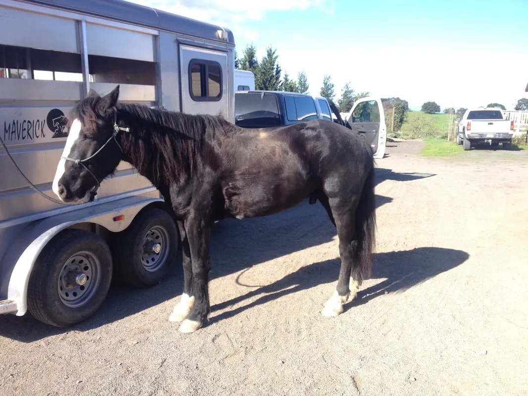 Don Coyote when he first arrived, standing by the horse trailer