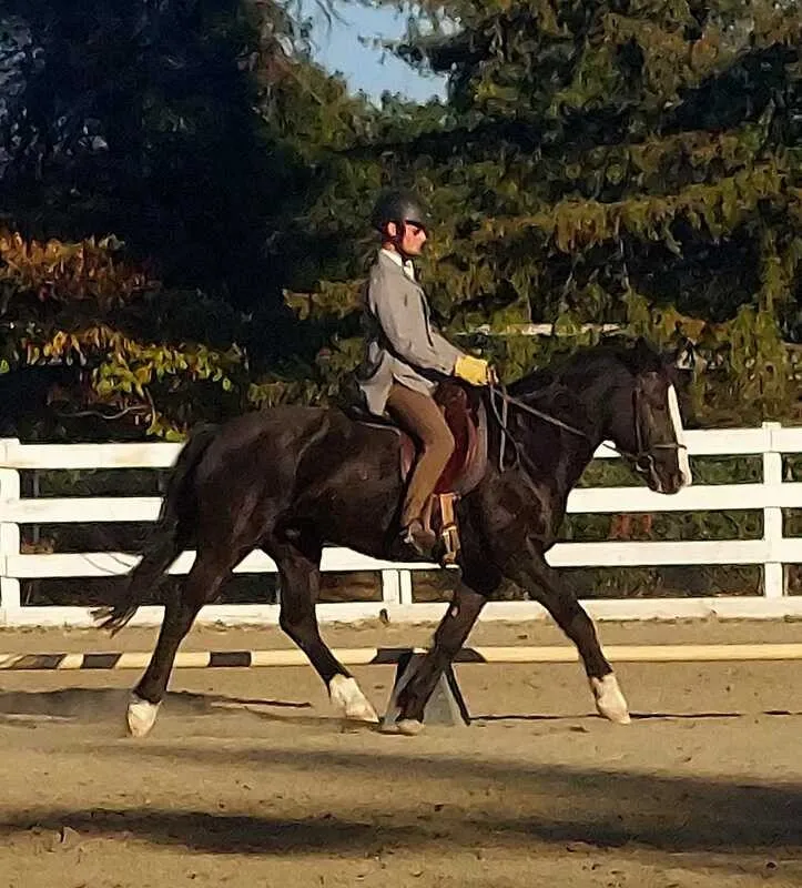 Jason showing Don Coyote under saddle a few years later