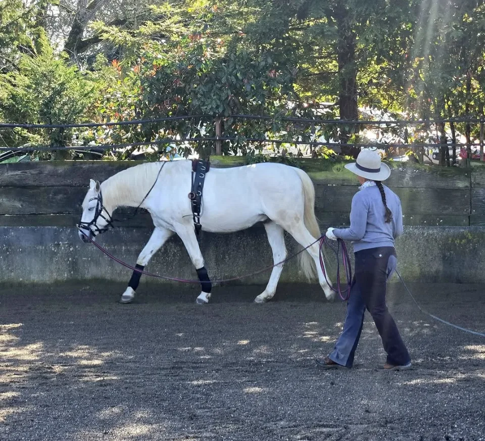 Tressa Boulden working a white horse in hand on a tree-lined outdoor track